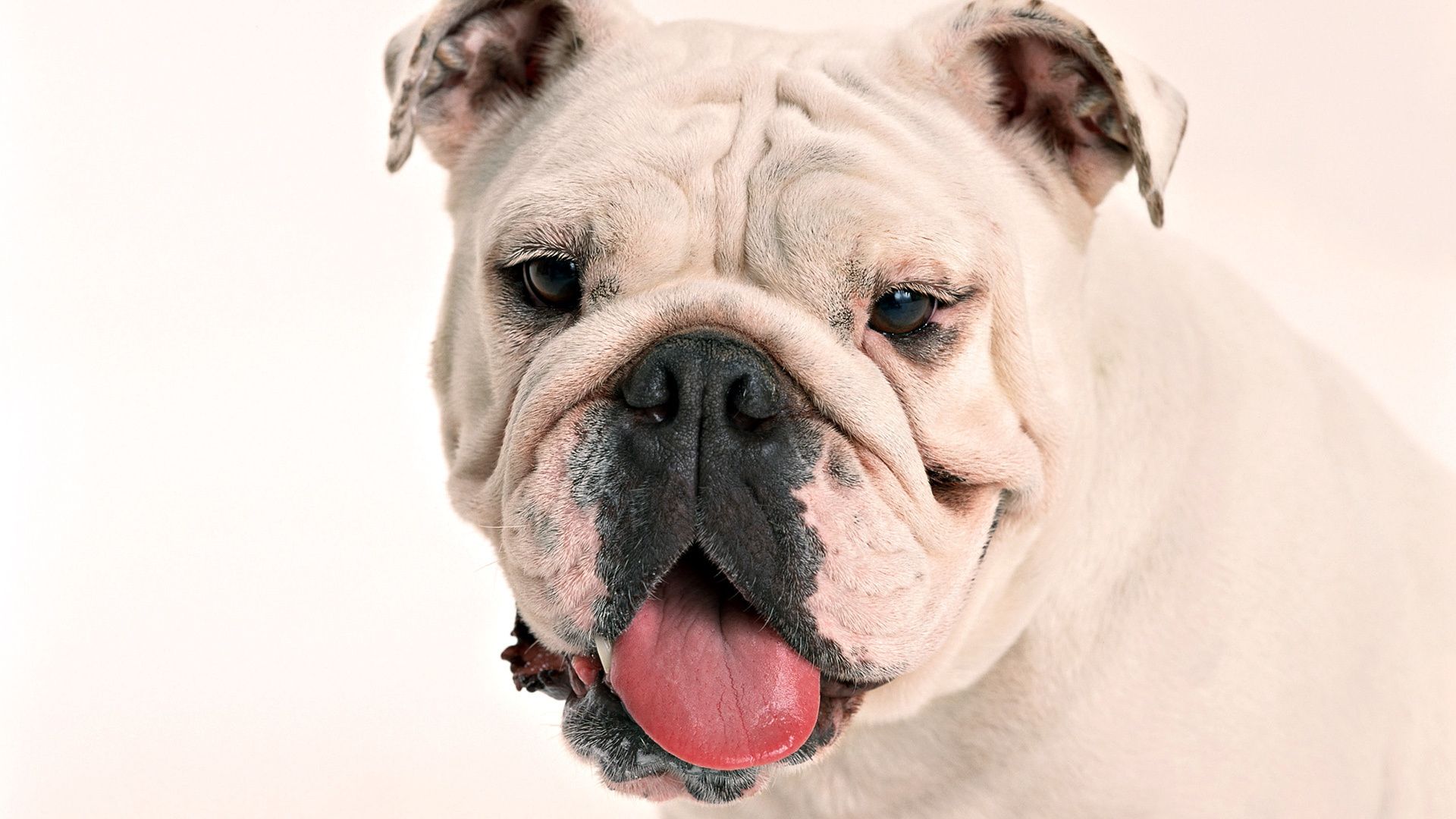 The Desktop Wallpaper English Bulldog