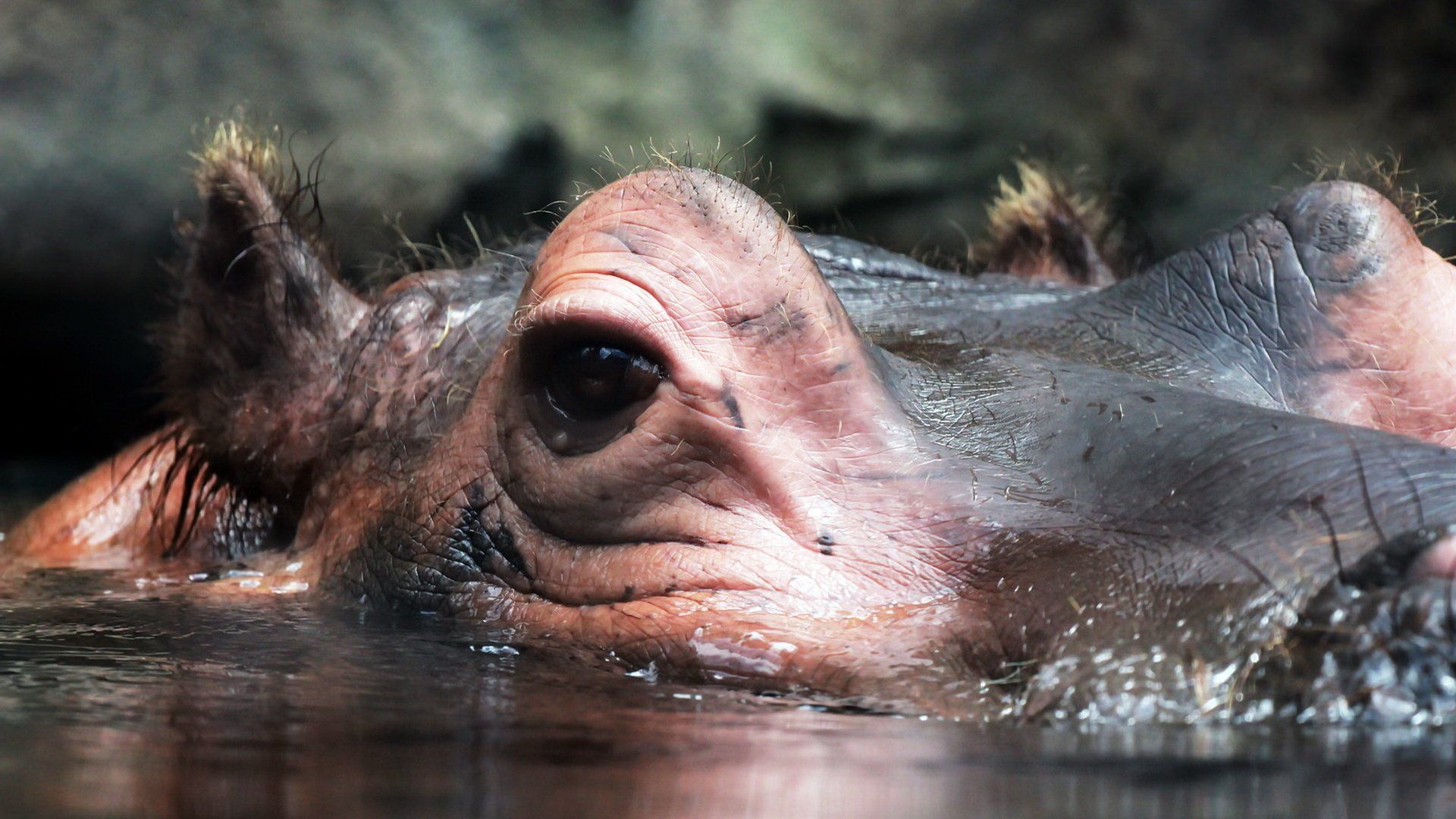 The Ears Of The Hippopotamus