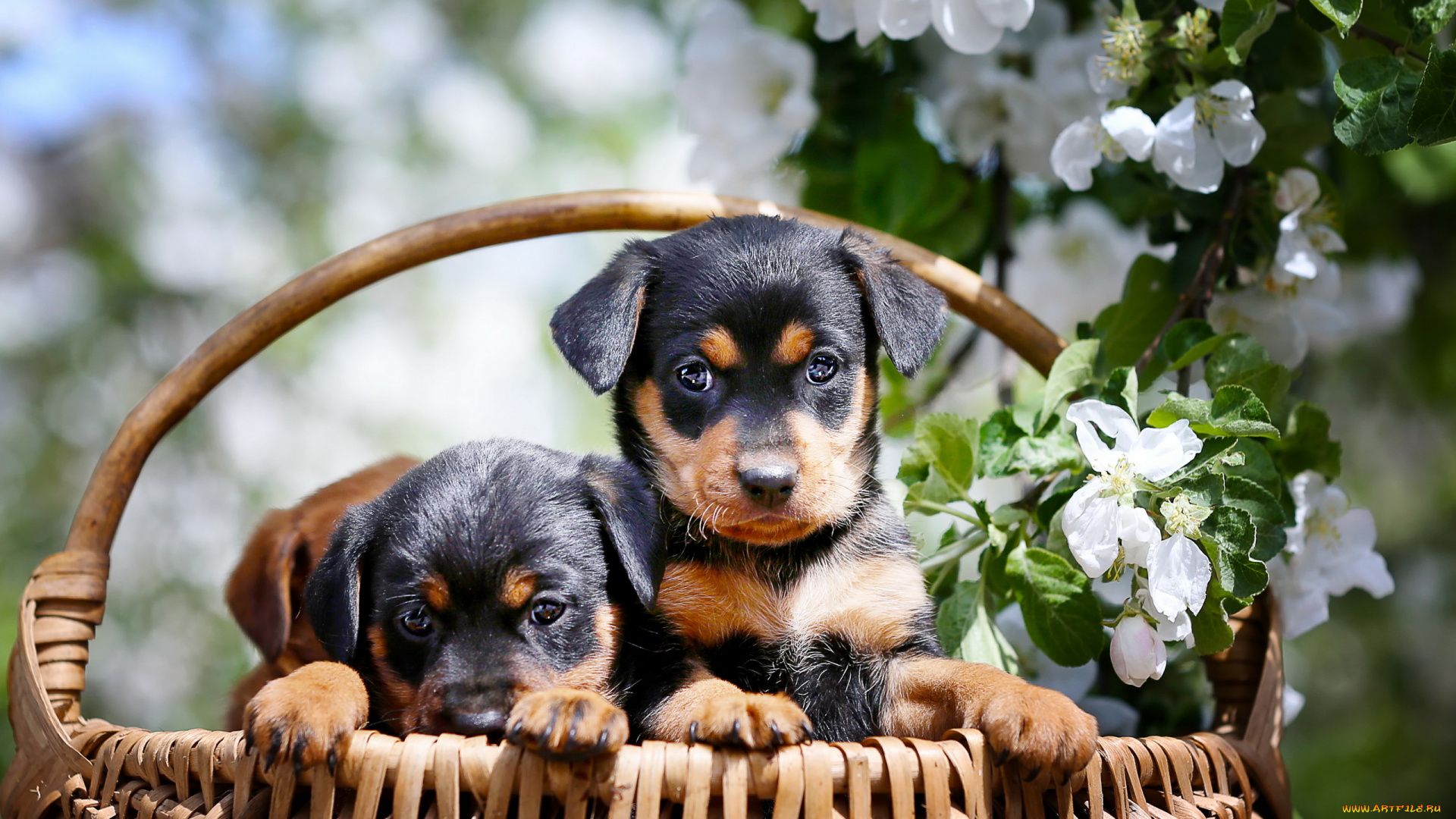 The Puppies In The Basket Pictures