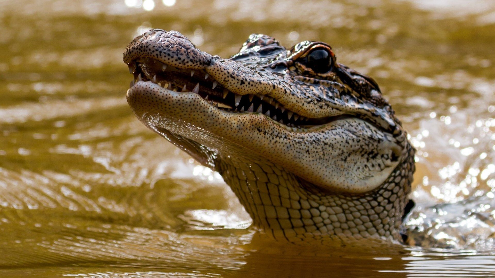 The Teeth Of A Crocodile Photo