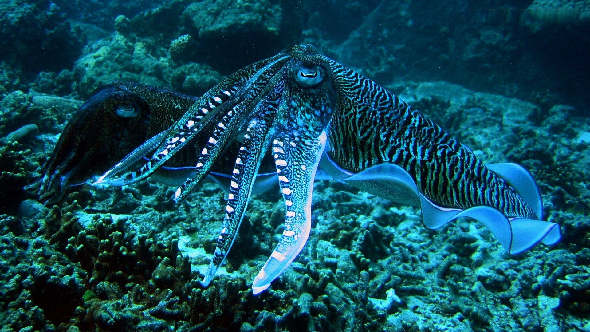 The Underwater World Of The Octopus