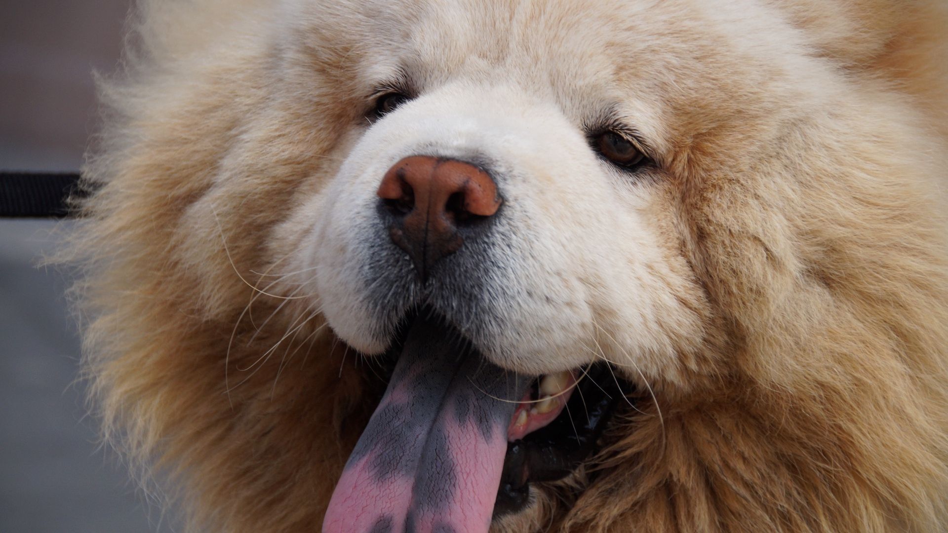 Tongue Of Dog Chow Chow