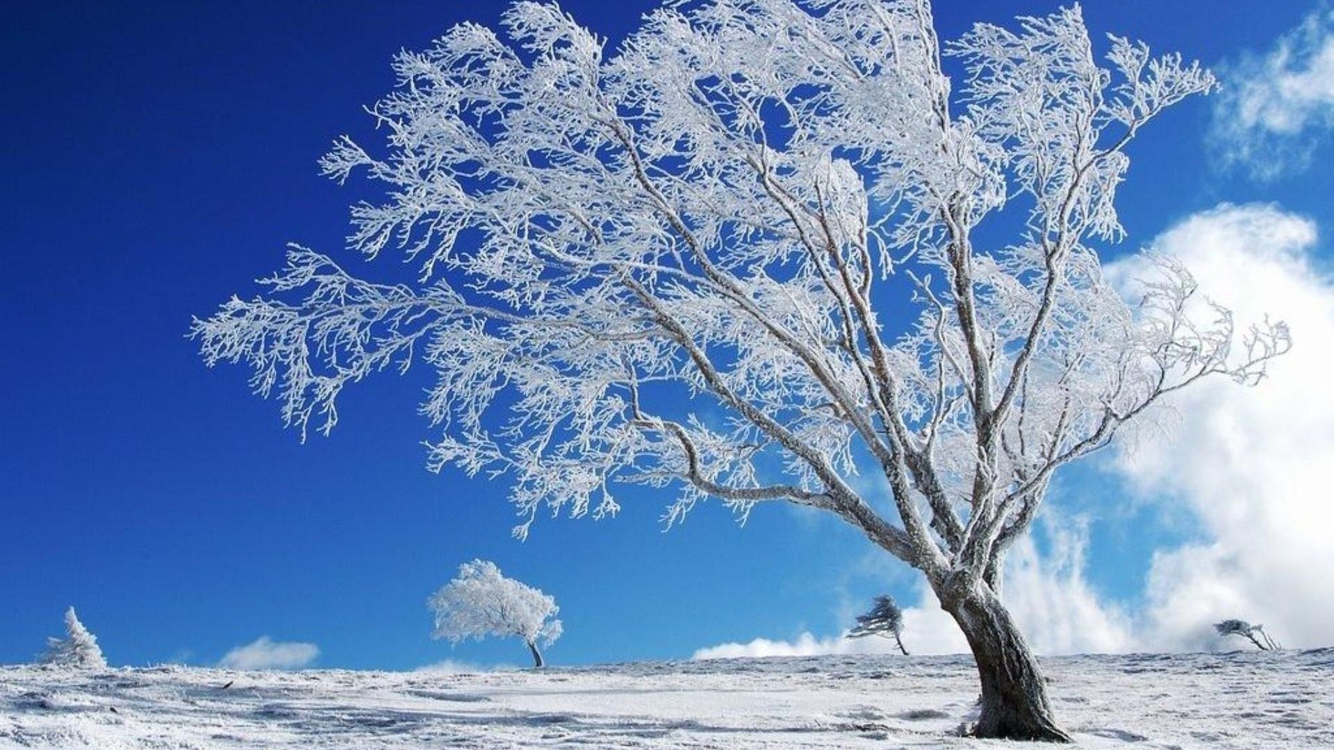 Trees In Frost