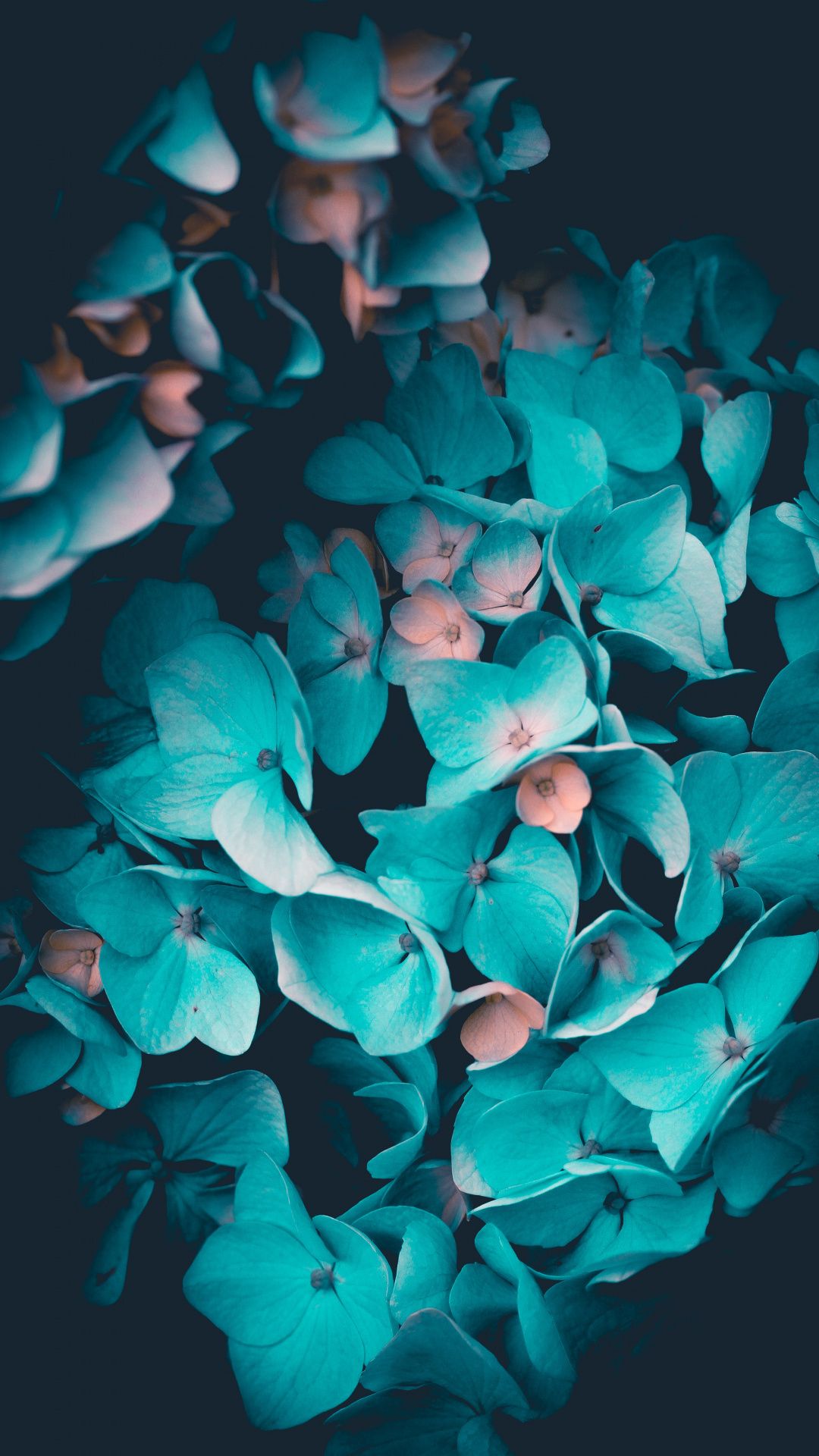 Turquoise Flowers Pictures