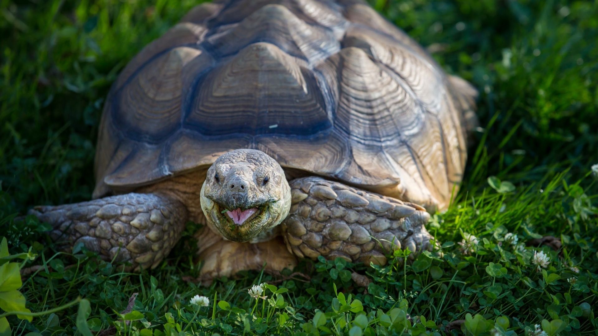 Turtle Photo