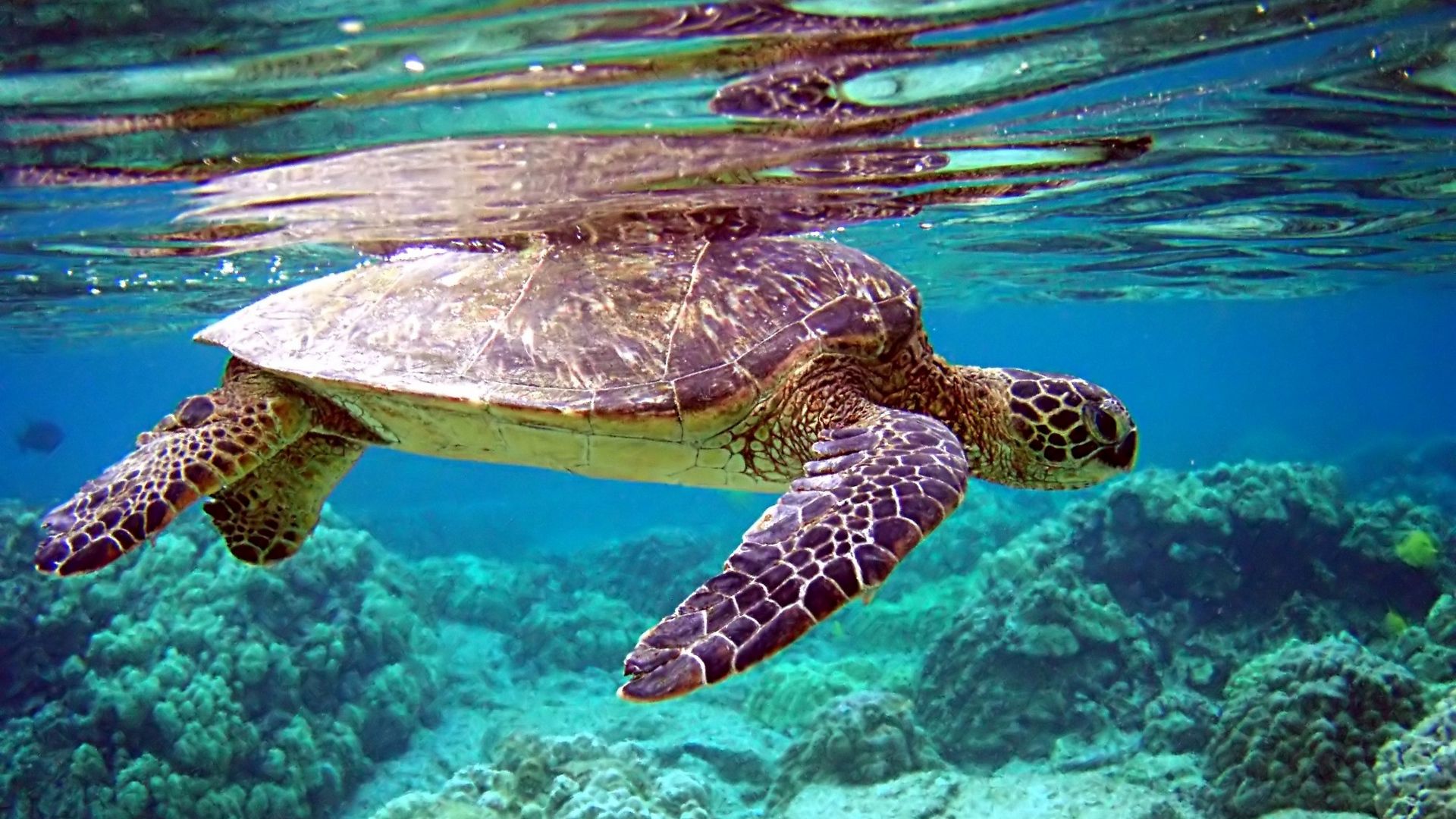Turtle Under Water Photo