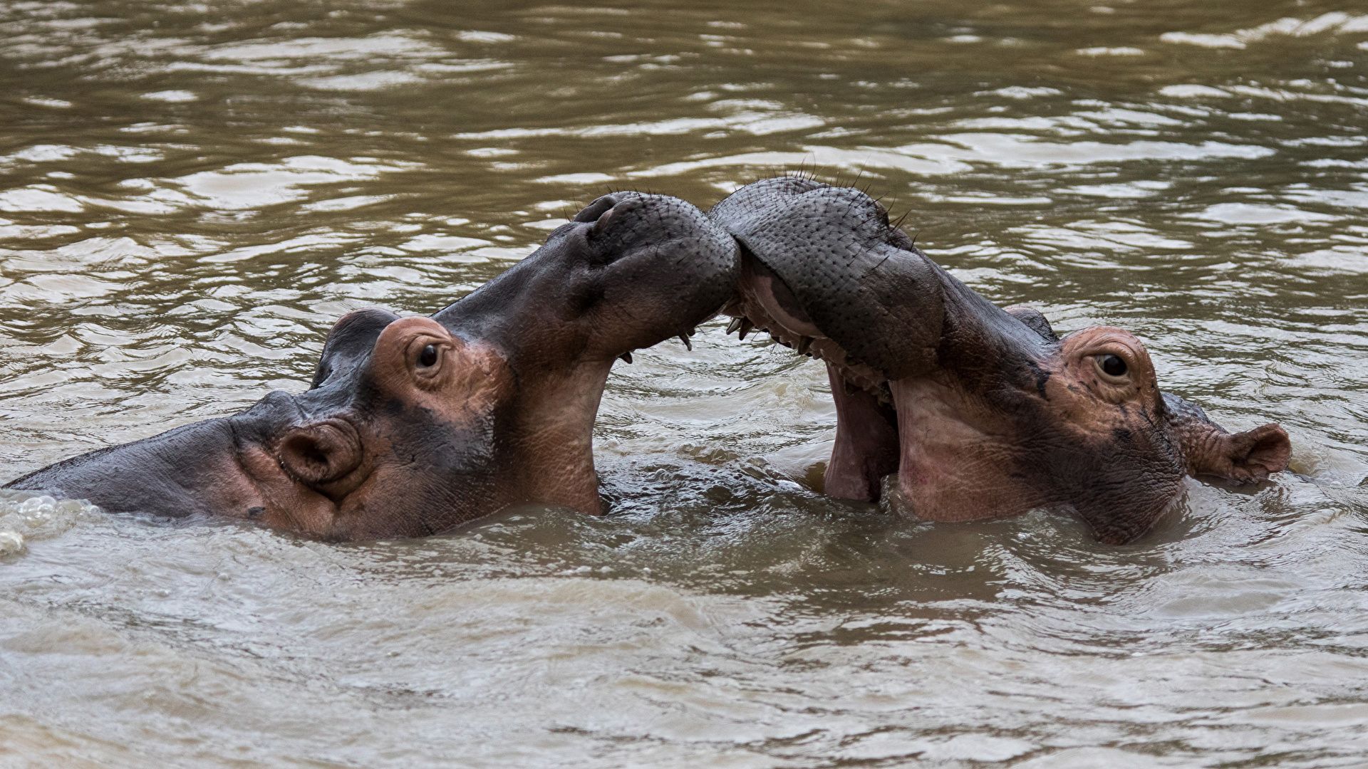 Two Hippos In The Water Photo