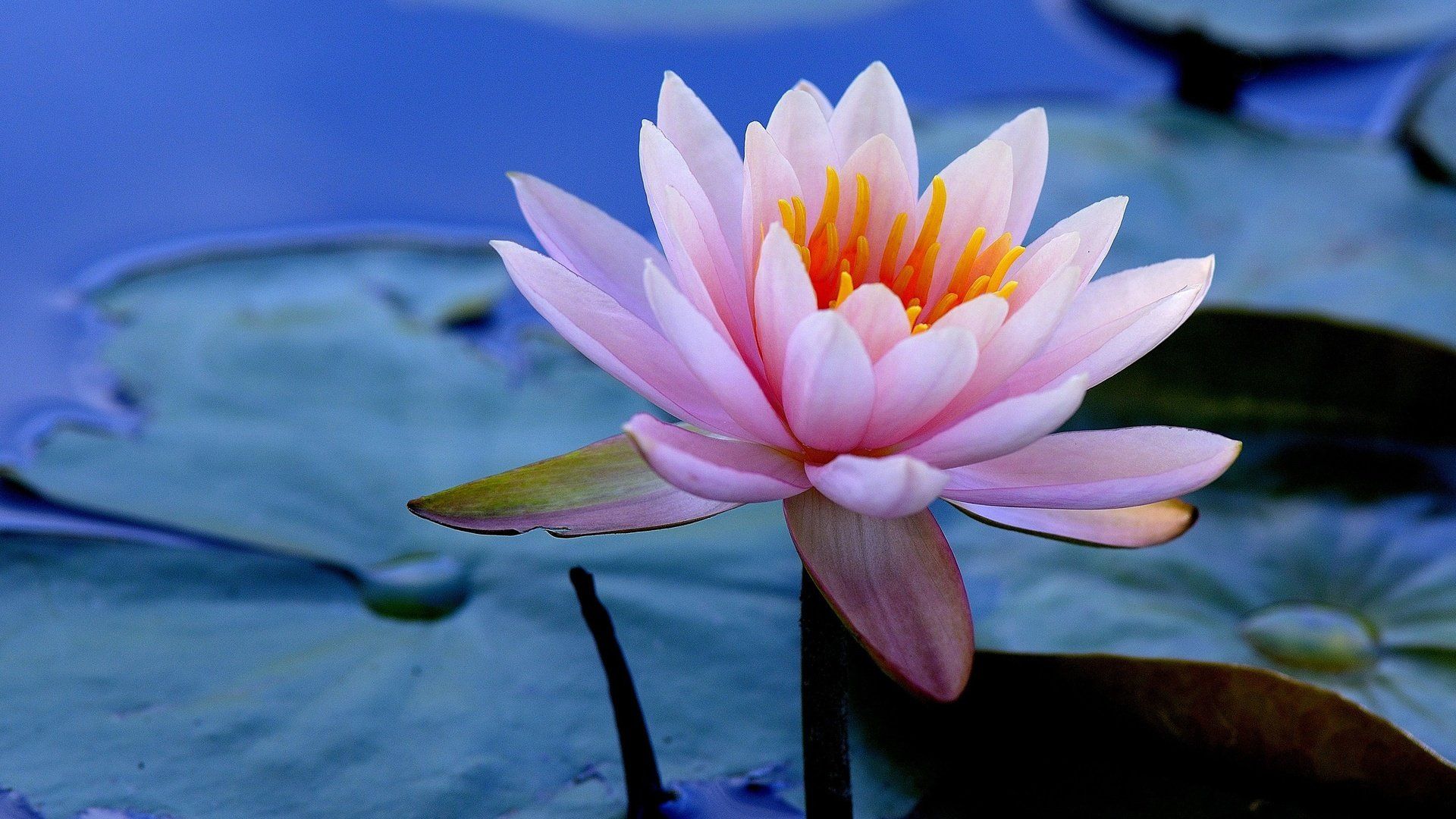 Water Lily Pictures