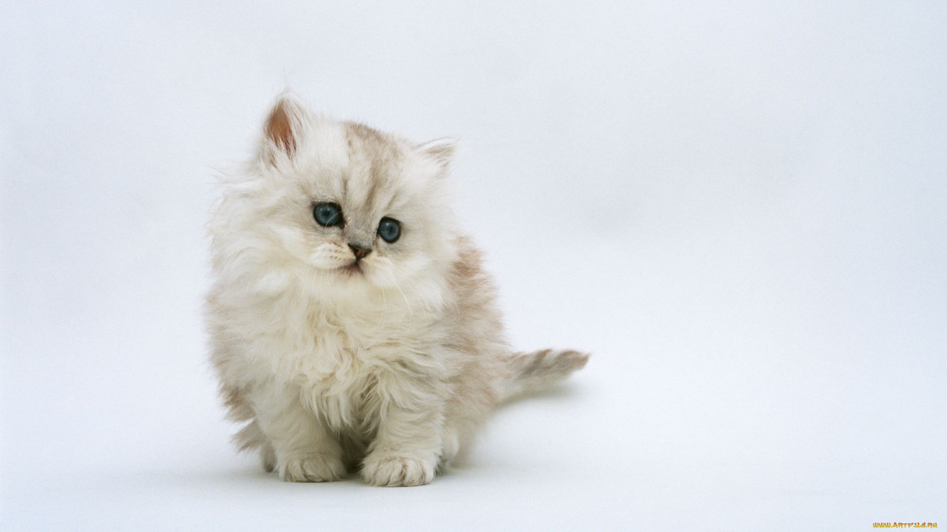 White Fluffy Kitten