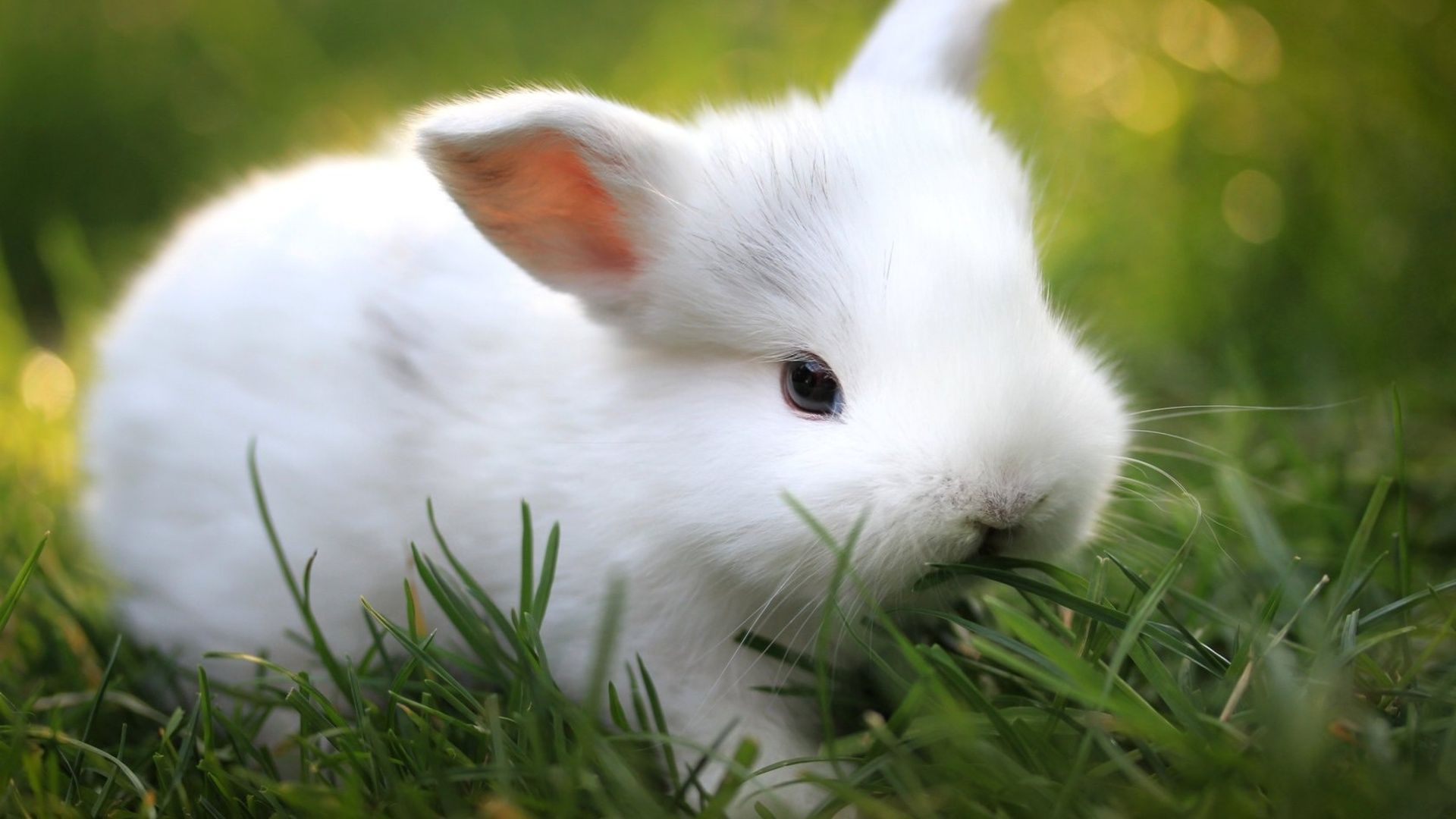 White Fluffy Rabbit