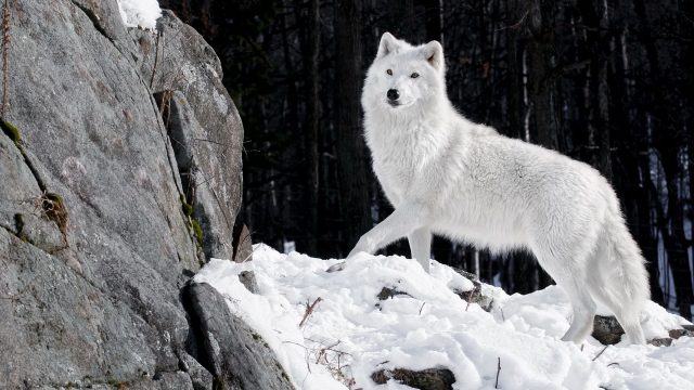 White Polar Wolf