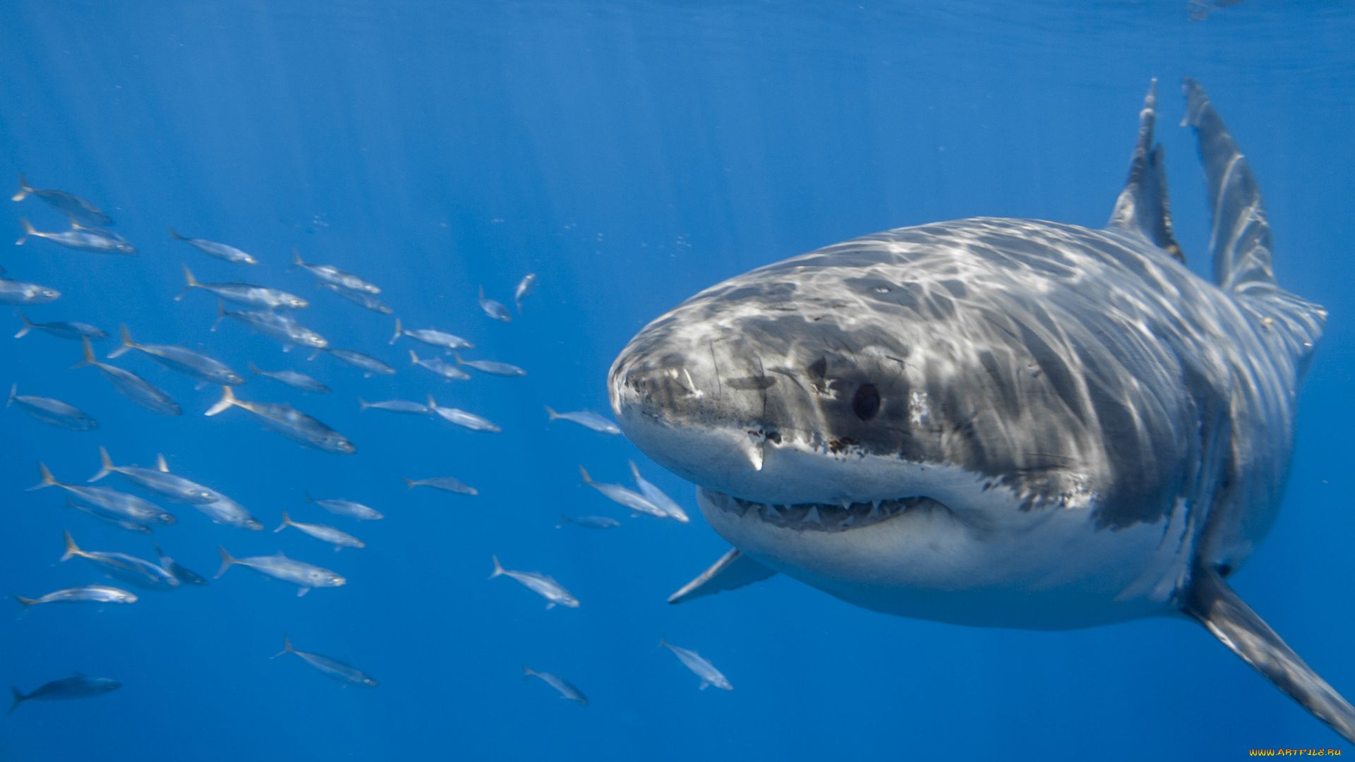 White Shark Photo