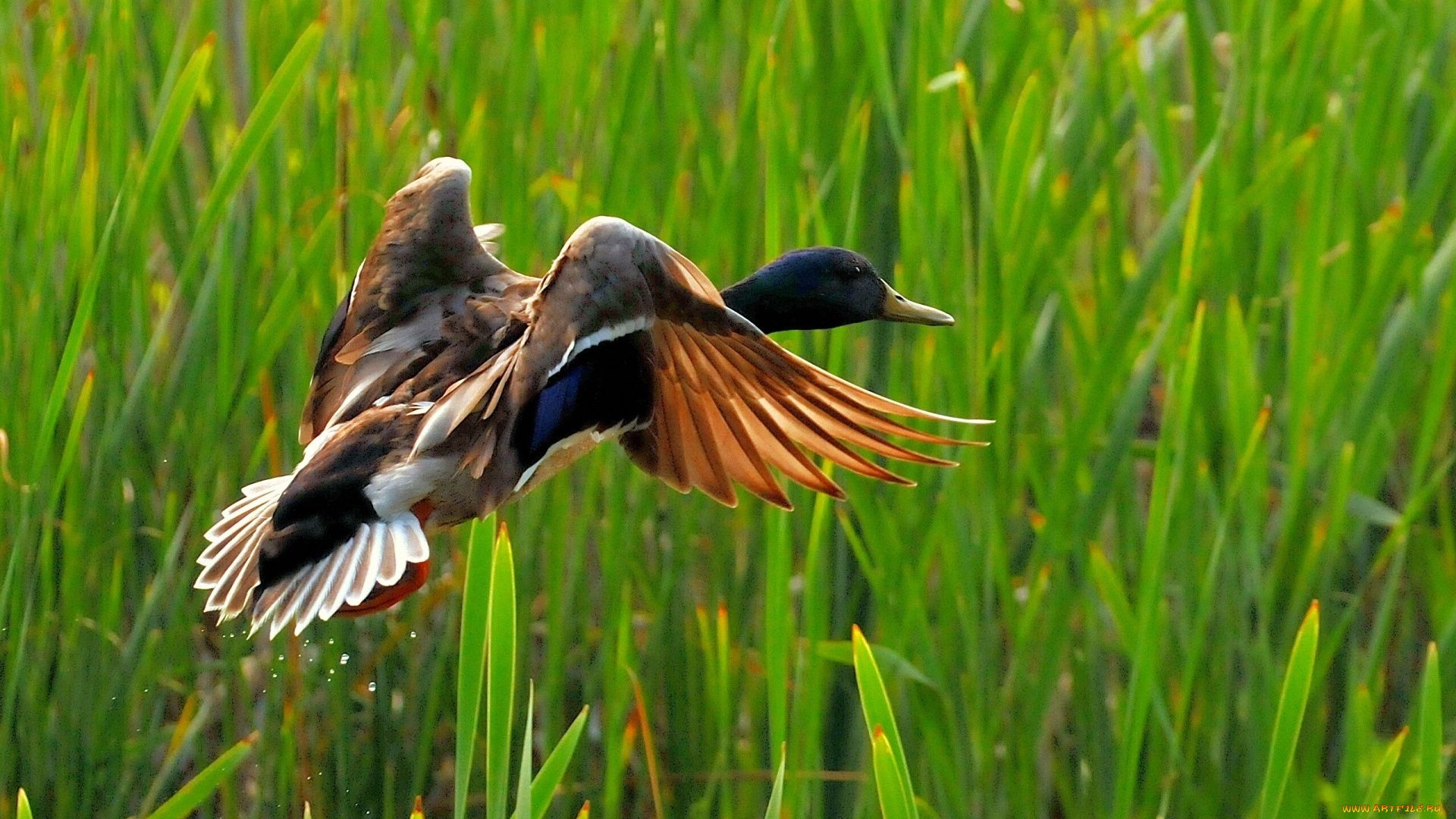 Wild Duck Hunting