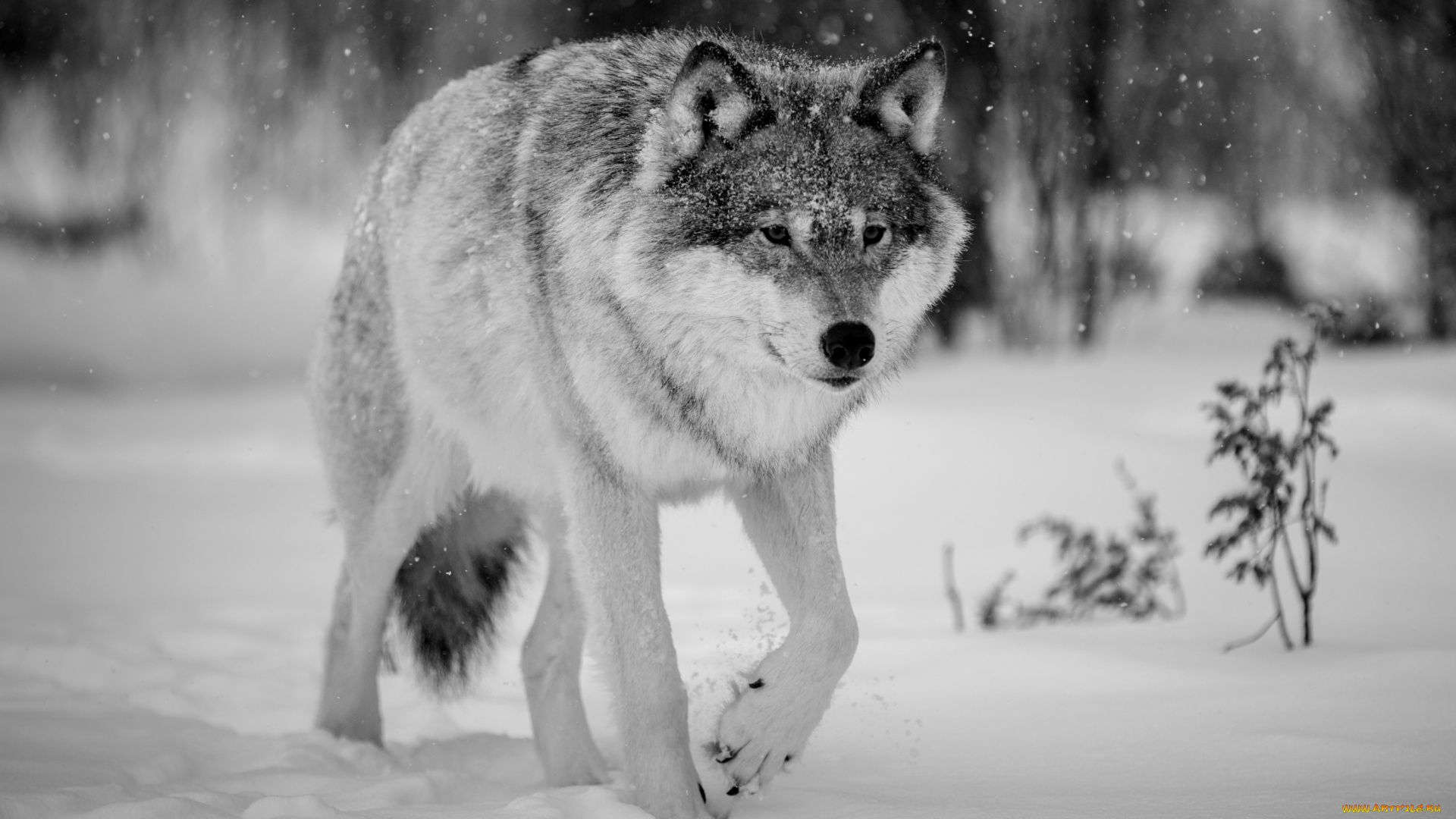 Wolf In Winter Forest