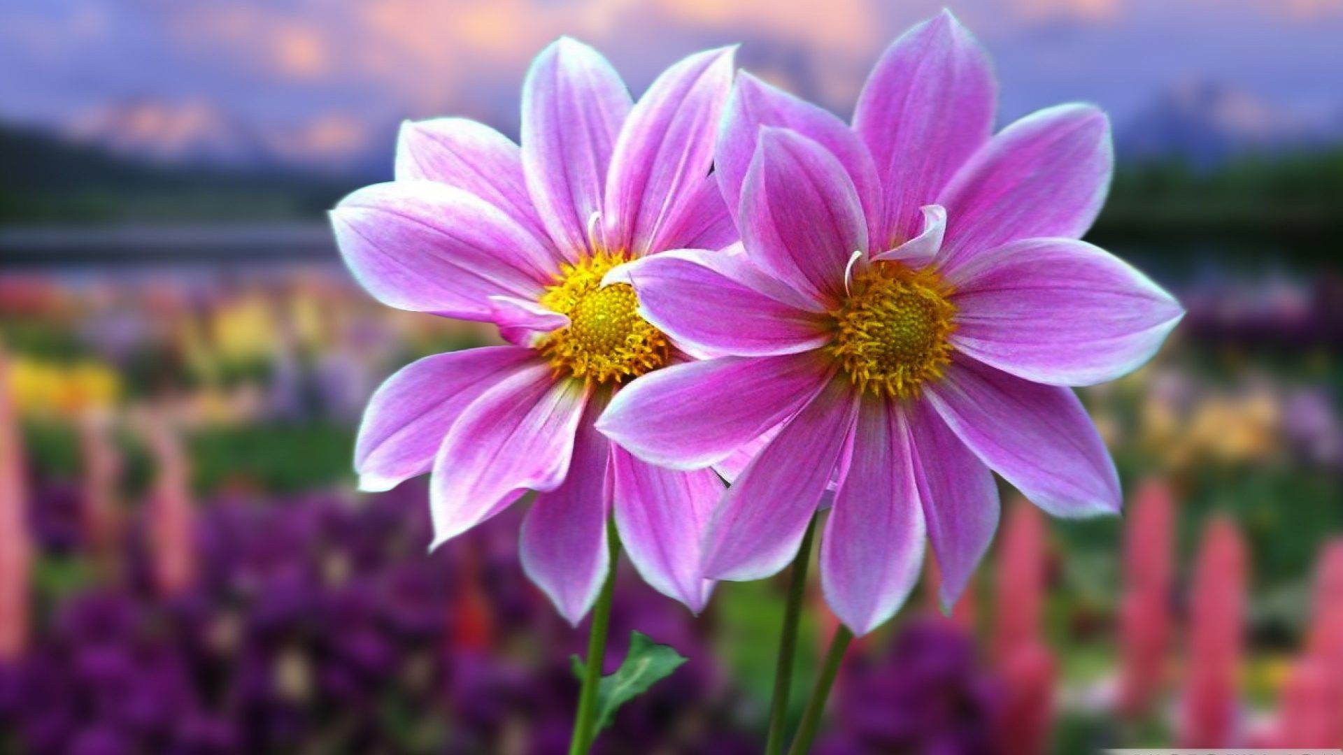 24 Most Beautiful Flowers Wallpapers Wallpaperboat