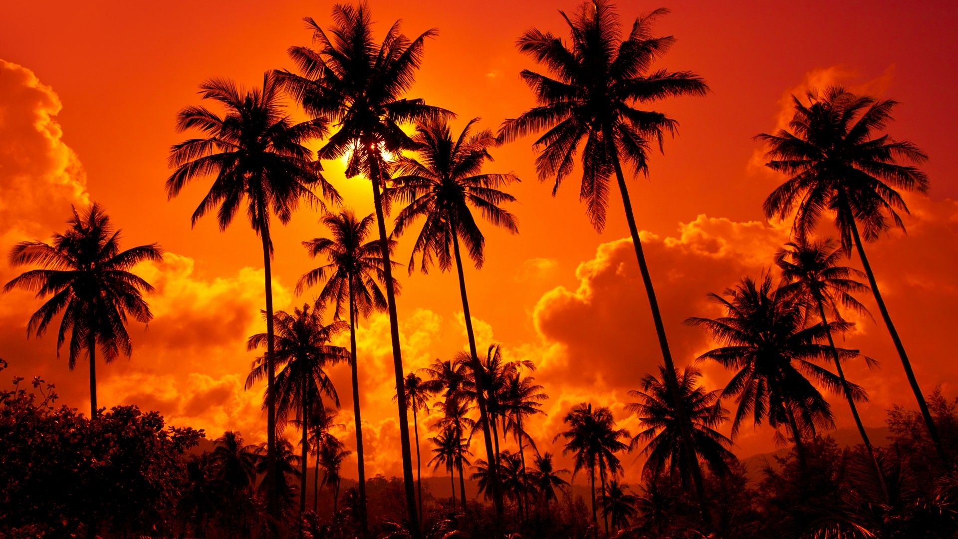 Palm Tree Sunset wallpaper pc