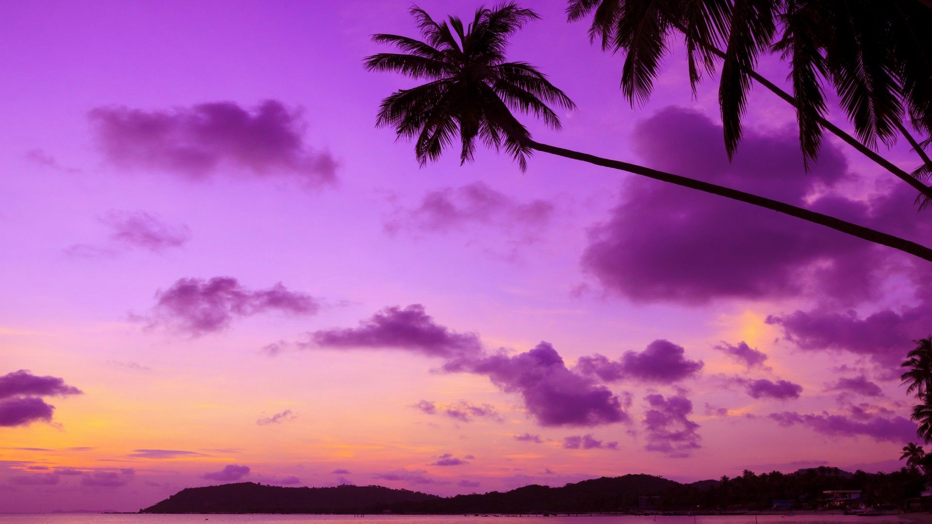 Palm Tree Sunset desktop