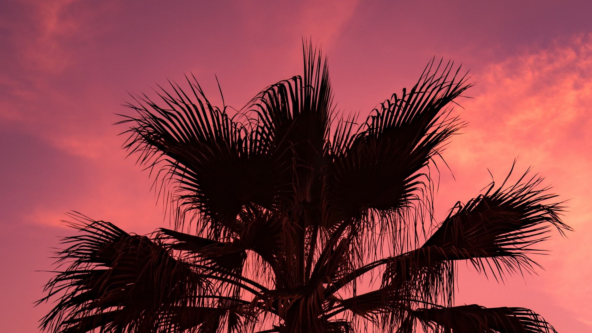 Palm Tree Sunset laptop background wallpaper