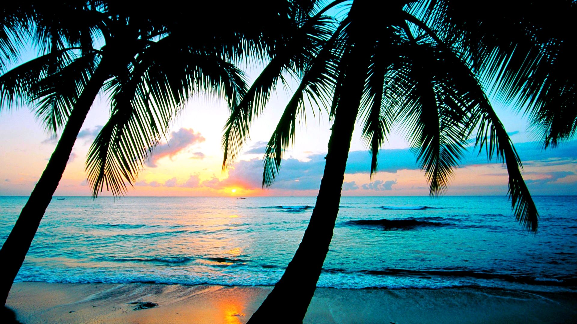 Palm Tree Sunset desktop background