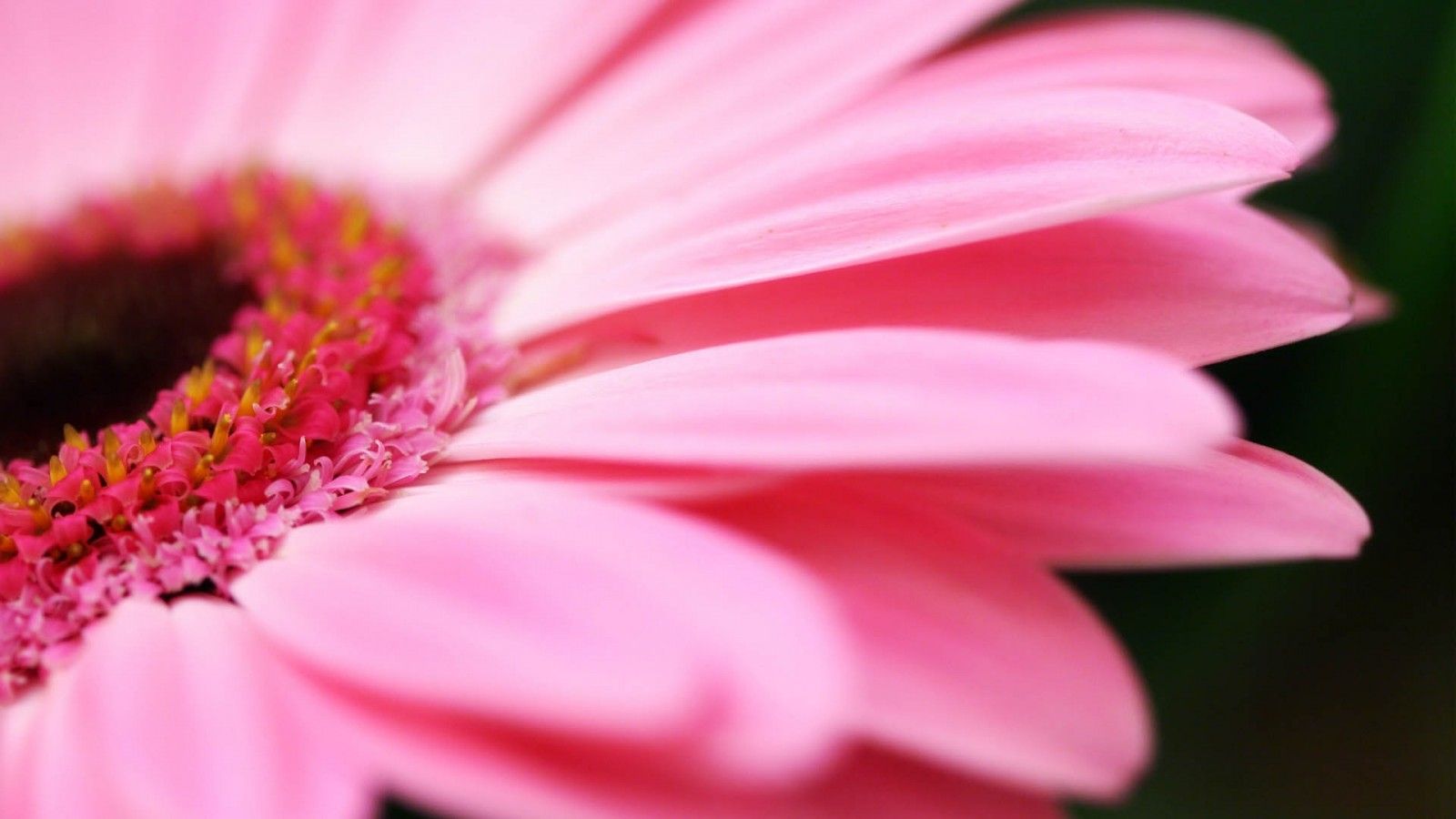 Pink Wallpapers Hd
