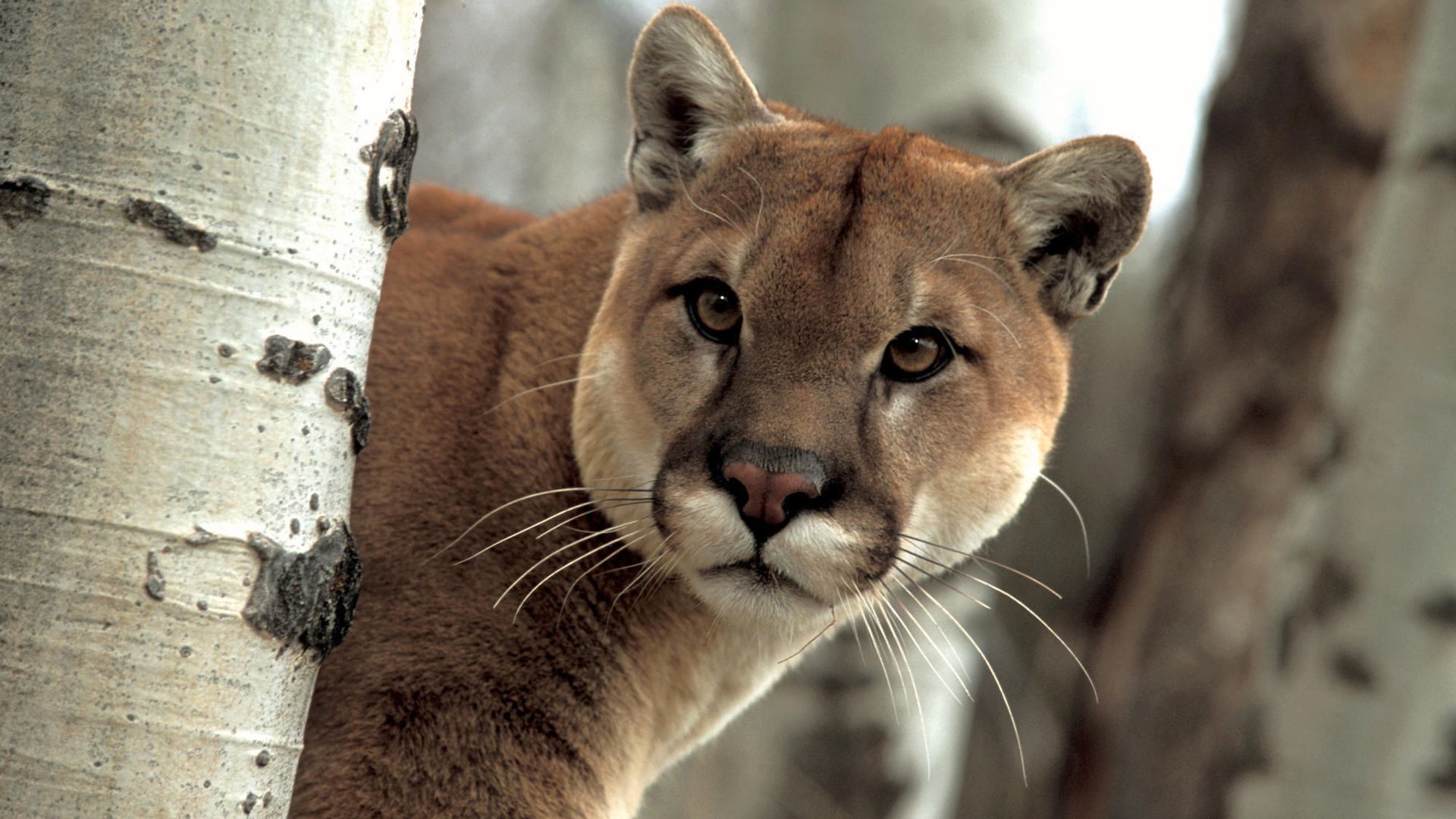 Cougar Hd picture free download