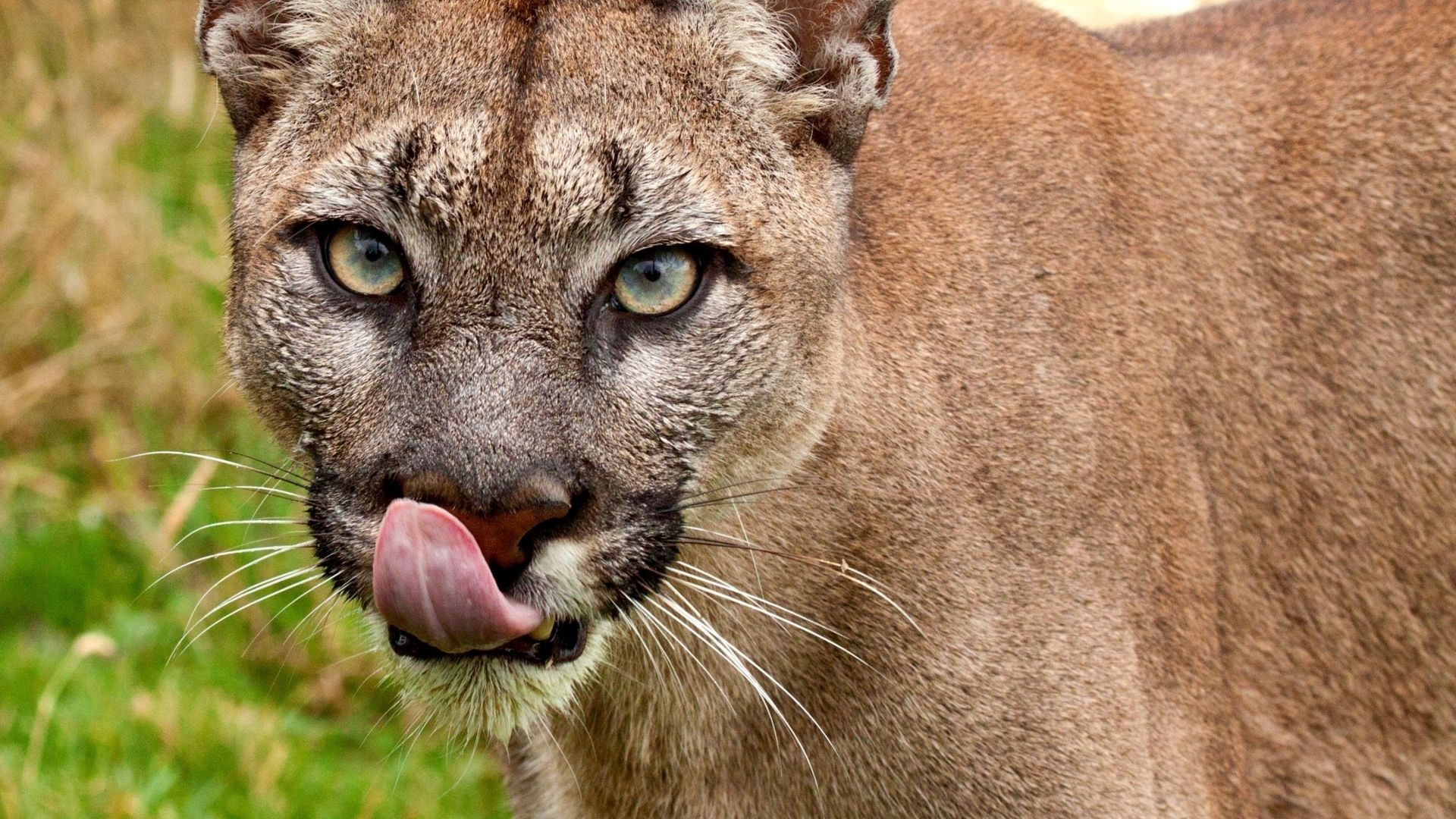 Cougar Hd hd picture
