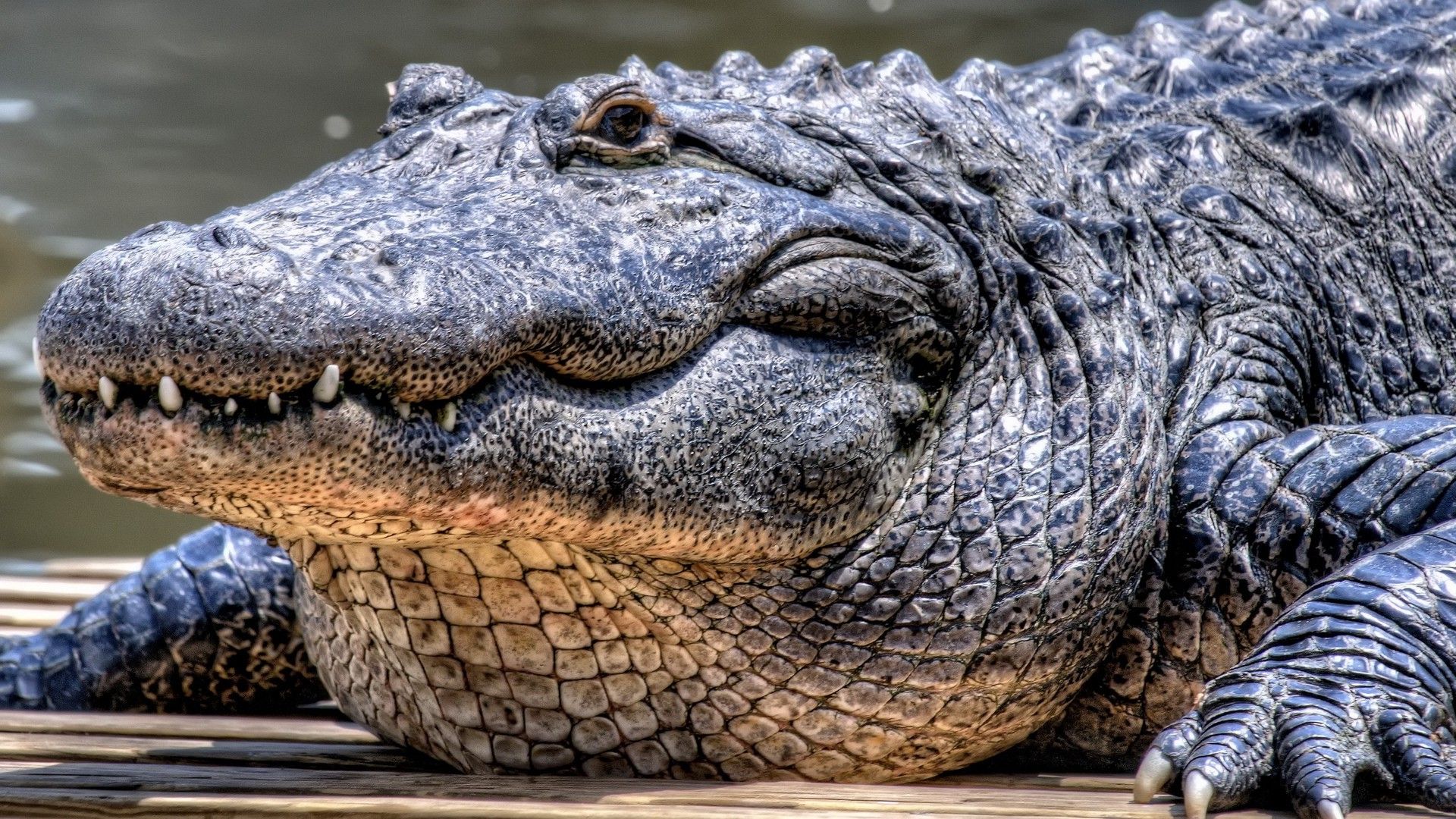 Aligator isolated hi-res stock photography and images - Alamy