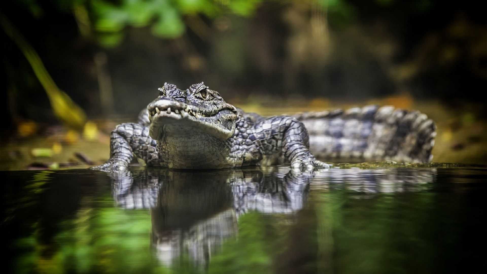 Crocodile wallpaper picture hd