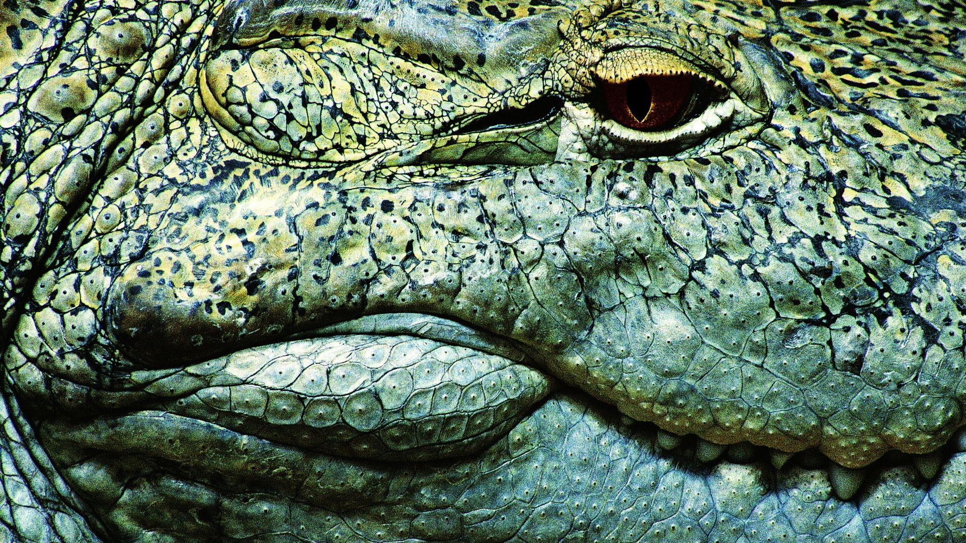 Crocodile wallpaper photo hd