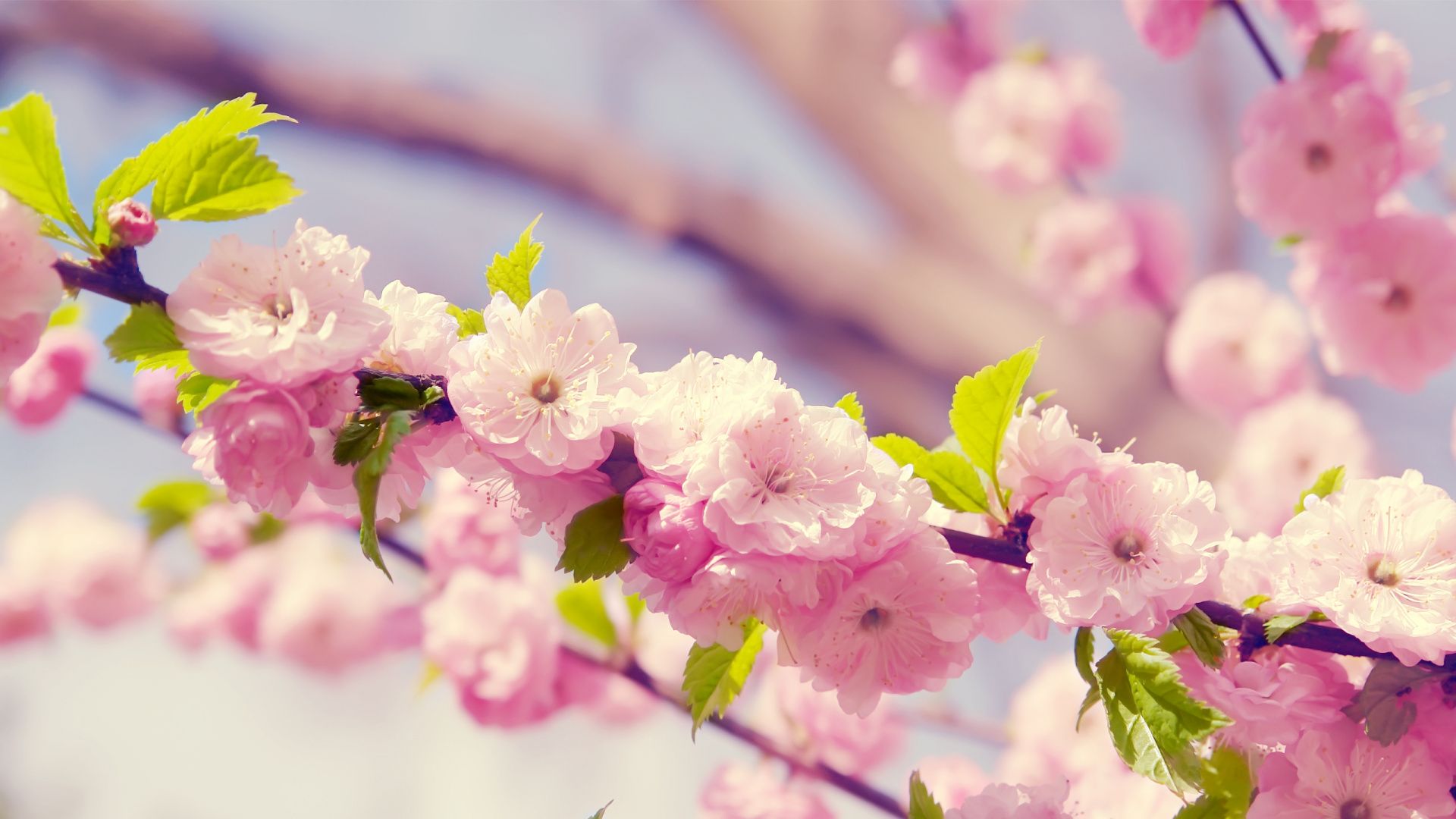 Spring Zoom Backgrounds and Phone Wallpapers | Love and Specs
