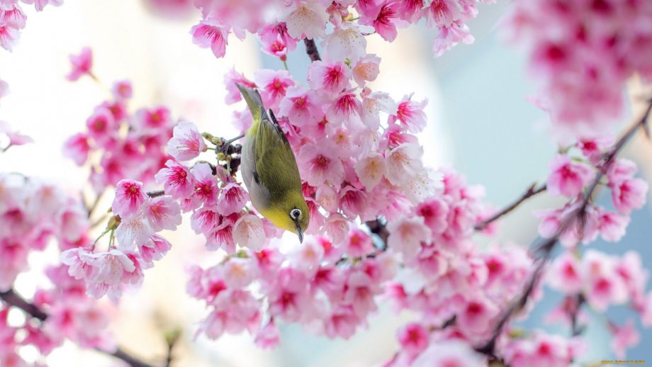 15 Outstanding cute desktop wallpaper spring You Can Download It free ...