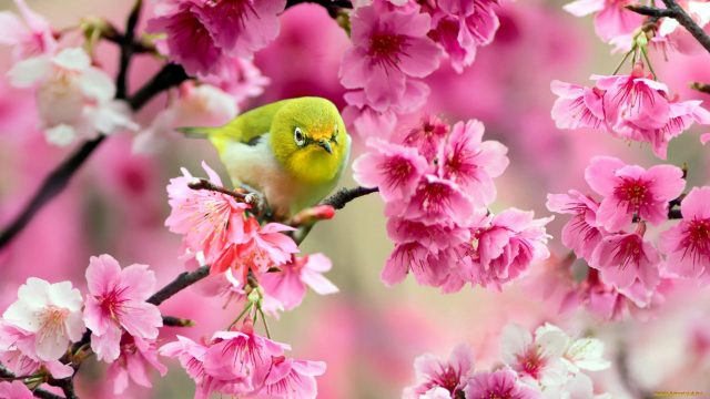 24 Cute Spring Wallpapers - Wallpaperboat