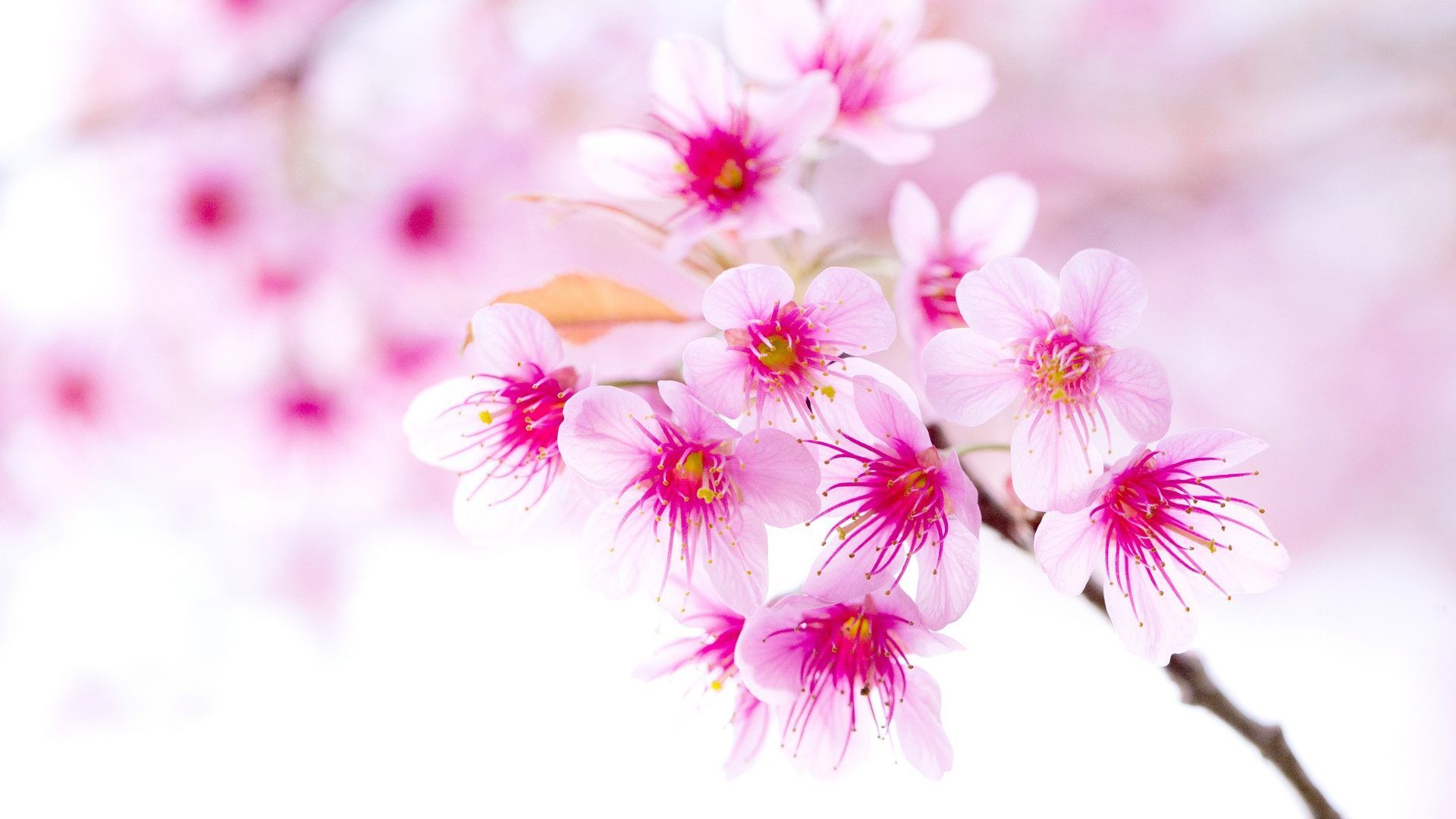 Cute Spring background image