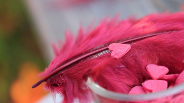 Feather Bloom jpg picture