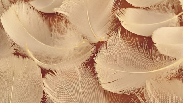 23 Feather Bloom Wallpapers - Wallpaperboat