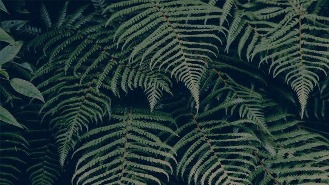 24 Fern Wallpapers - Wallpaperboat