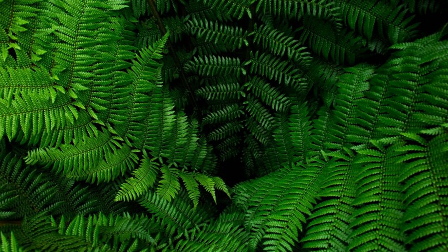 24 Fern Wallpapers - Wallpaperboat