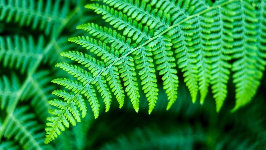 24 Fern Wallpapers - Wallpaperboat