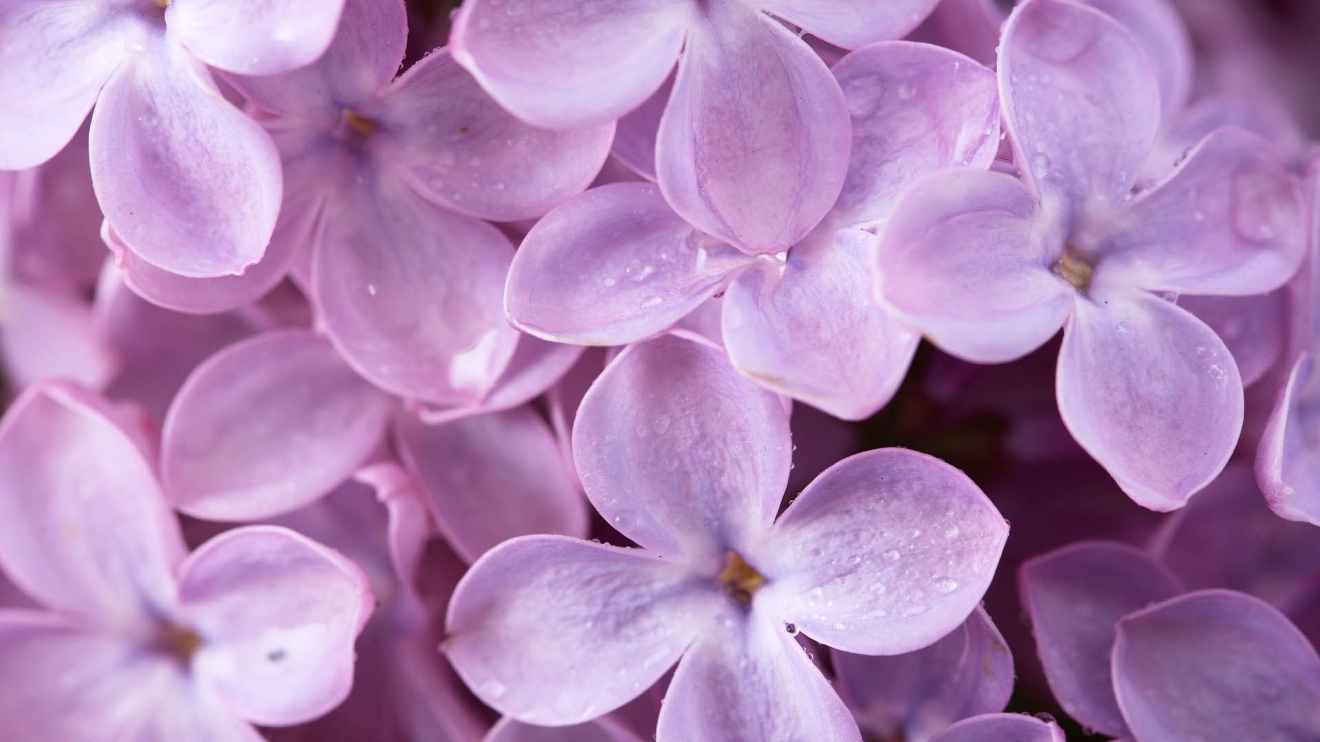 Lilac Wallpaper Image
