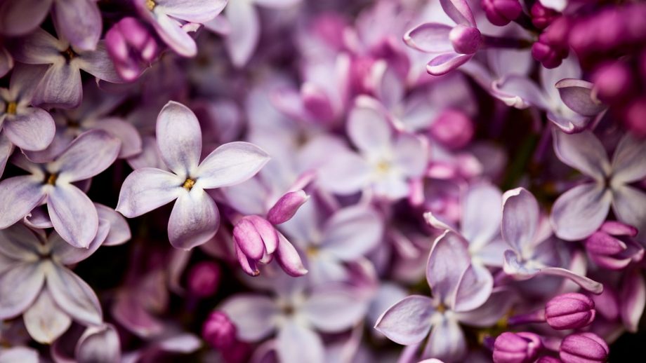 23 Lilac Wallpapers - Wallpaperboat