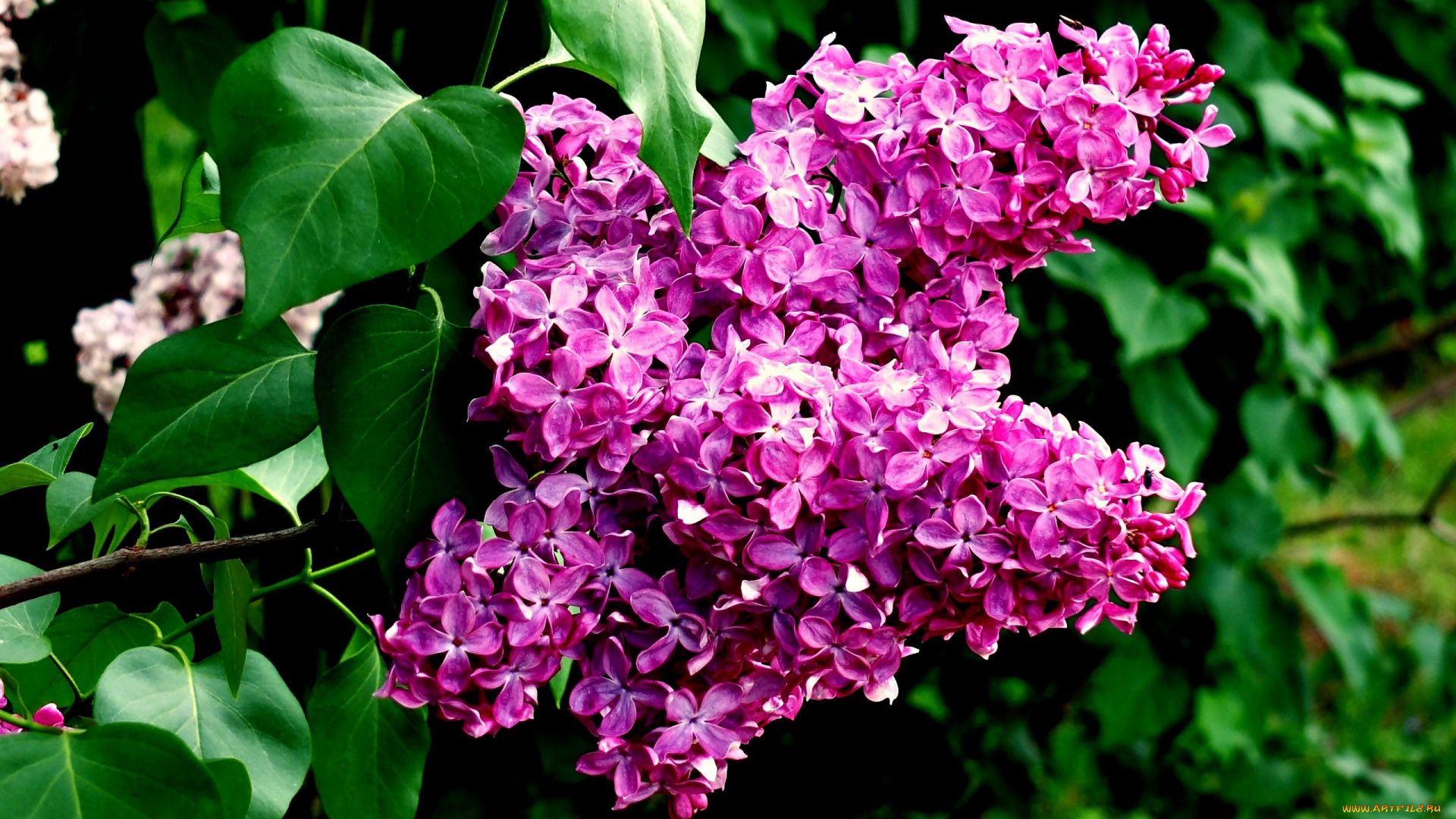 Lilac hd wallpaper for laptop