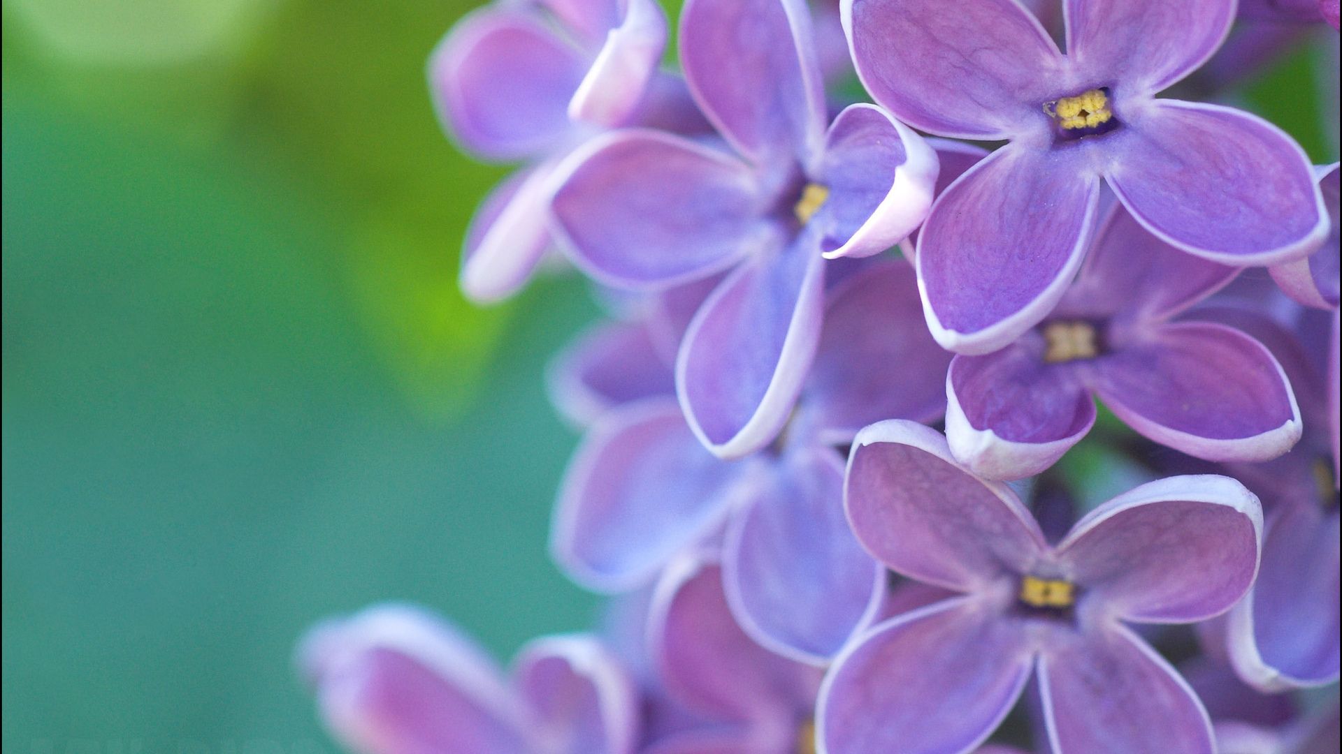Lilac download wallpaper image
