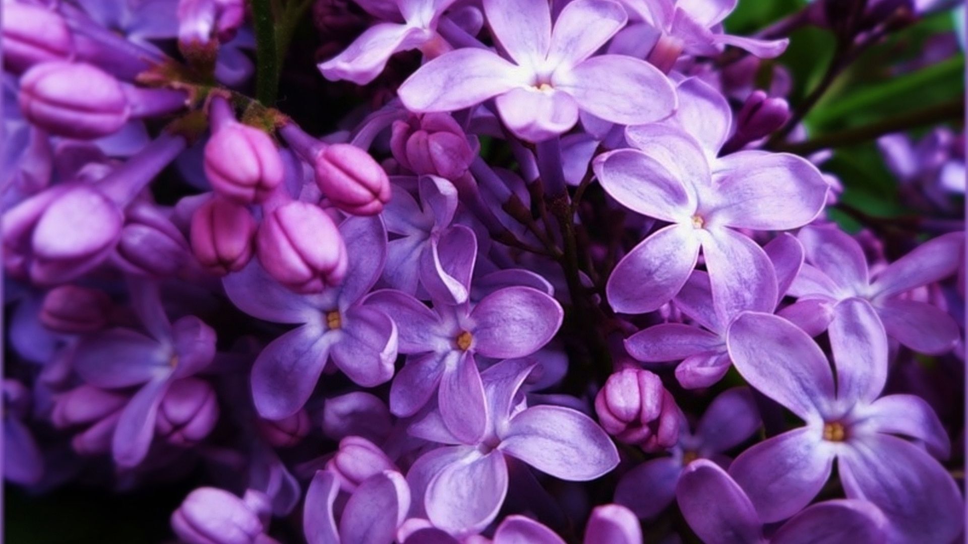 Lilac Picture