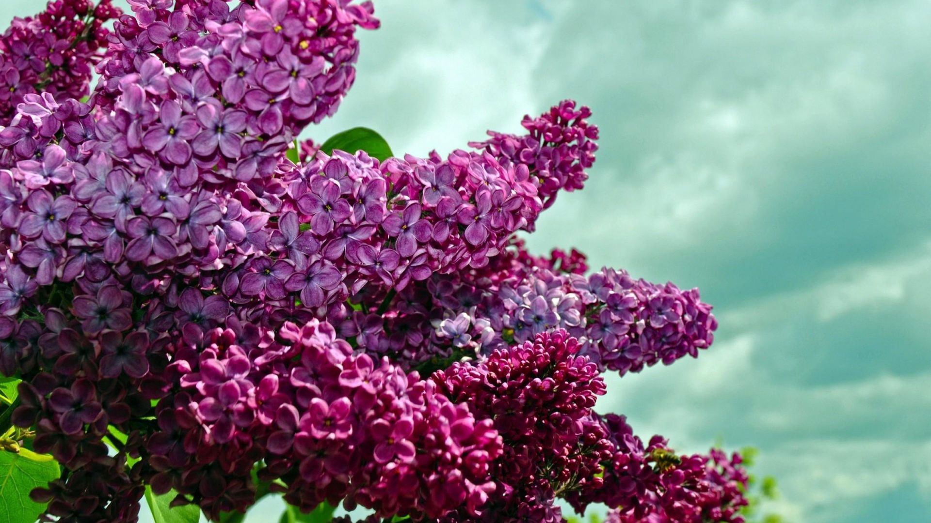 Lilac Desktop Wallpaper