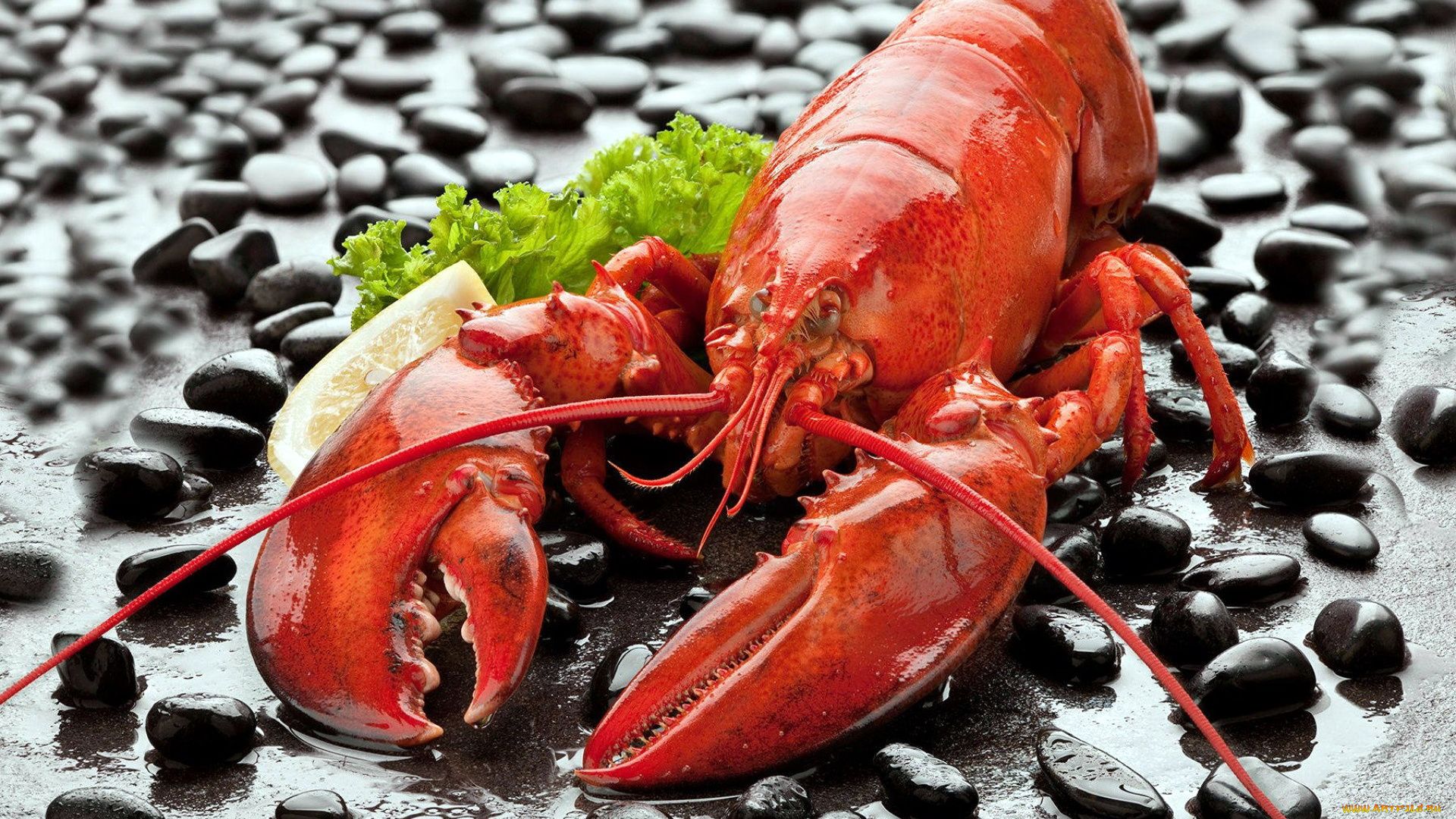 Lobster HD Wallpaper