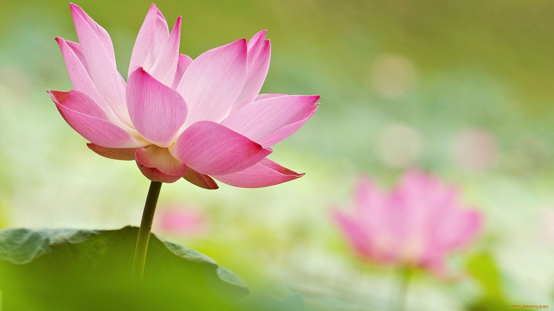 Lotus Free Wallpaper and Background