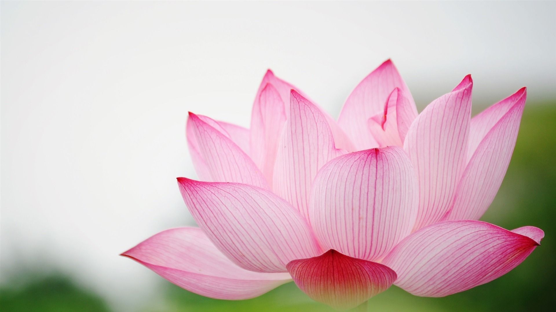 Lotus download wallpaper image