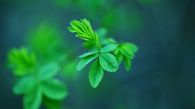 Mint free hd wallpaper