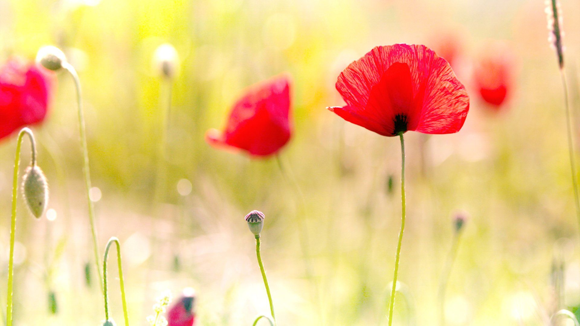 Poppy wallpaper and themes