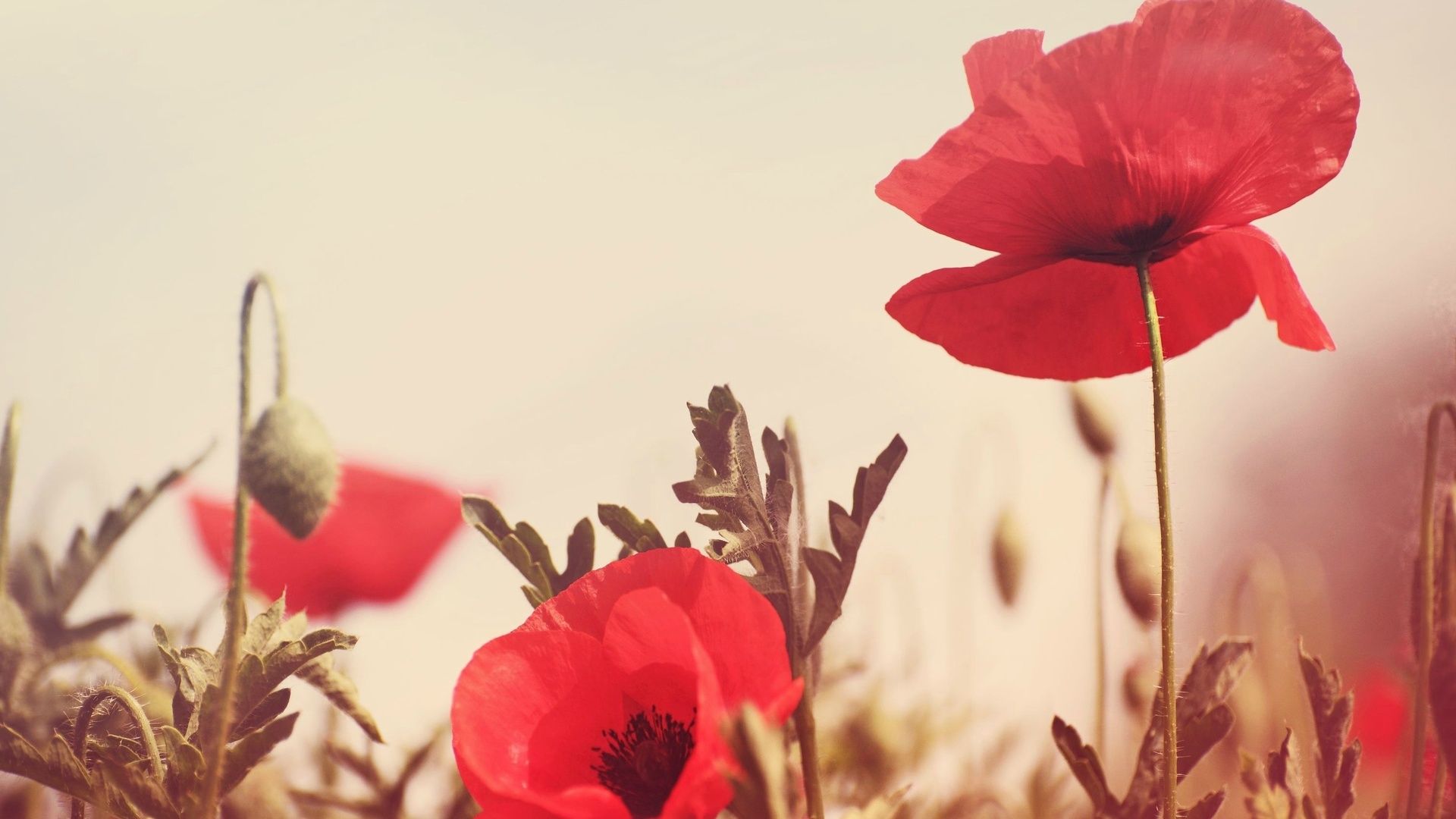 Poppy Wallpaper and Background